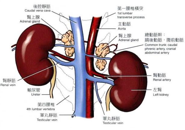 狗狗肾脏和肾上腺的B超探查方法和声像图